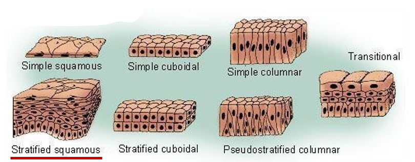 <p>Types of epithelium</p>
