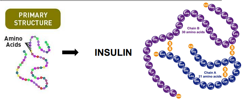 <p>Insulin</p>