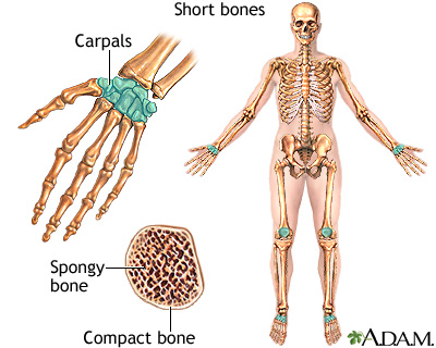 <p>Bones that are small and often square in shape (ie. carpals, tarsals). They consist mainly of spongy bone. These are often "load-bearing" bones.</p>