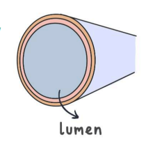 <p>Veins carry deoxygenated blood, have larger lumen, thin wall, has valves to prevent backflow, low blood pressure.</p>