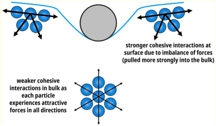<p>imbalance of forces = pulled more strongly into middle </p><p>weaker interactions in the bulk as each particle experiences attractive forces in all directions </p>