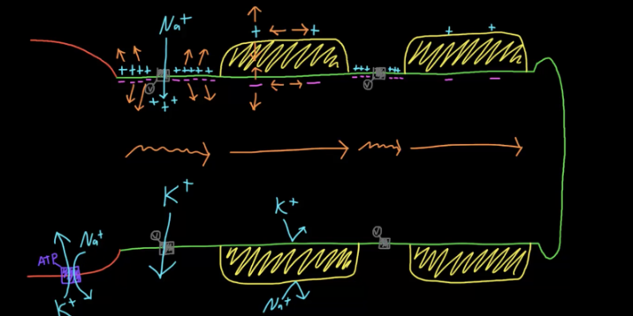 <p>Saltatory conduction</p>
