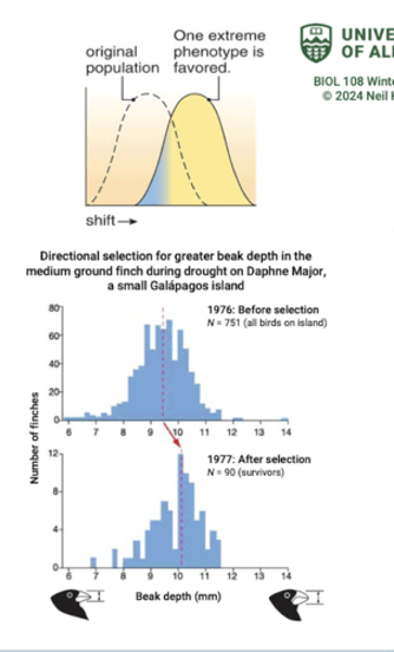 <p>Individuals that differ from the current mean phenotype of a population in one direction.</p>