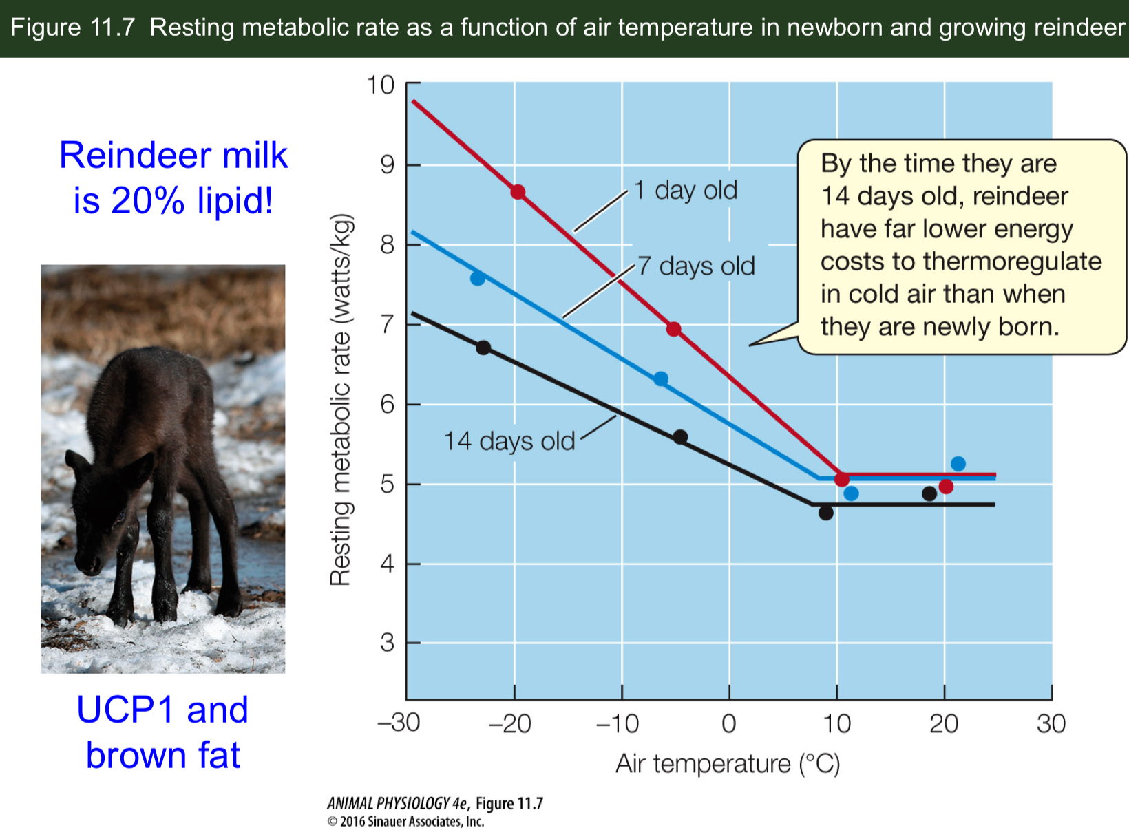 <p>What does brown fat do in newborn and growing reindeer?</p>