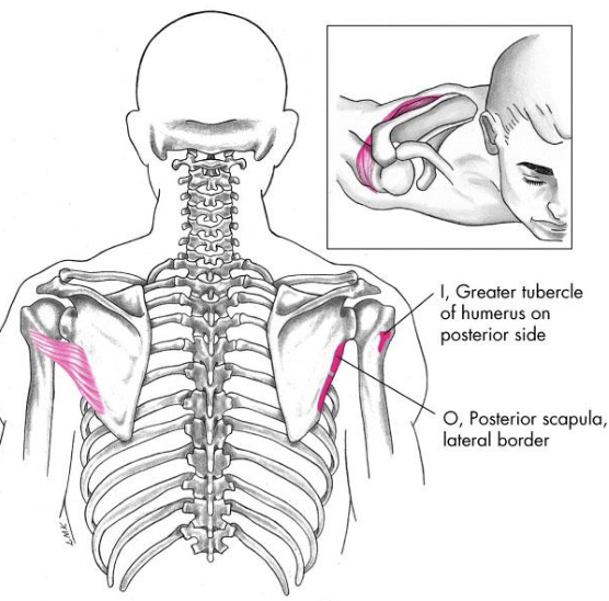 what action does the teres minor do?


1. \
