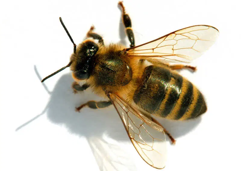 <p>Family: Apidae (BEES)</p><p></p><p>Hind tibia with a corbicula (Pollen basket)</p><p>3 submarginal cells in forewing</p><p>Labial palpi with basal 2 segments elongate</p><p>Glossae long and slender</p>