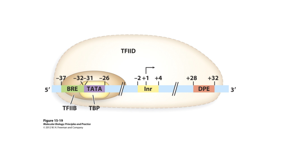 <p>What are the core elements of a RNA polymerase II promoter?</p>