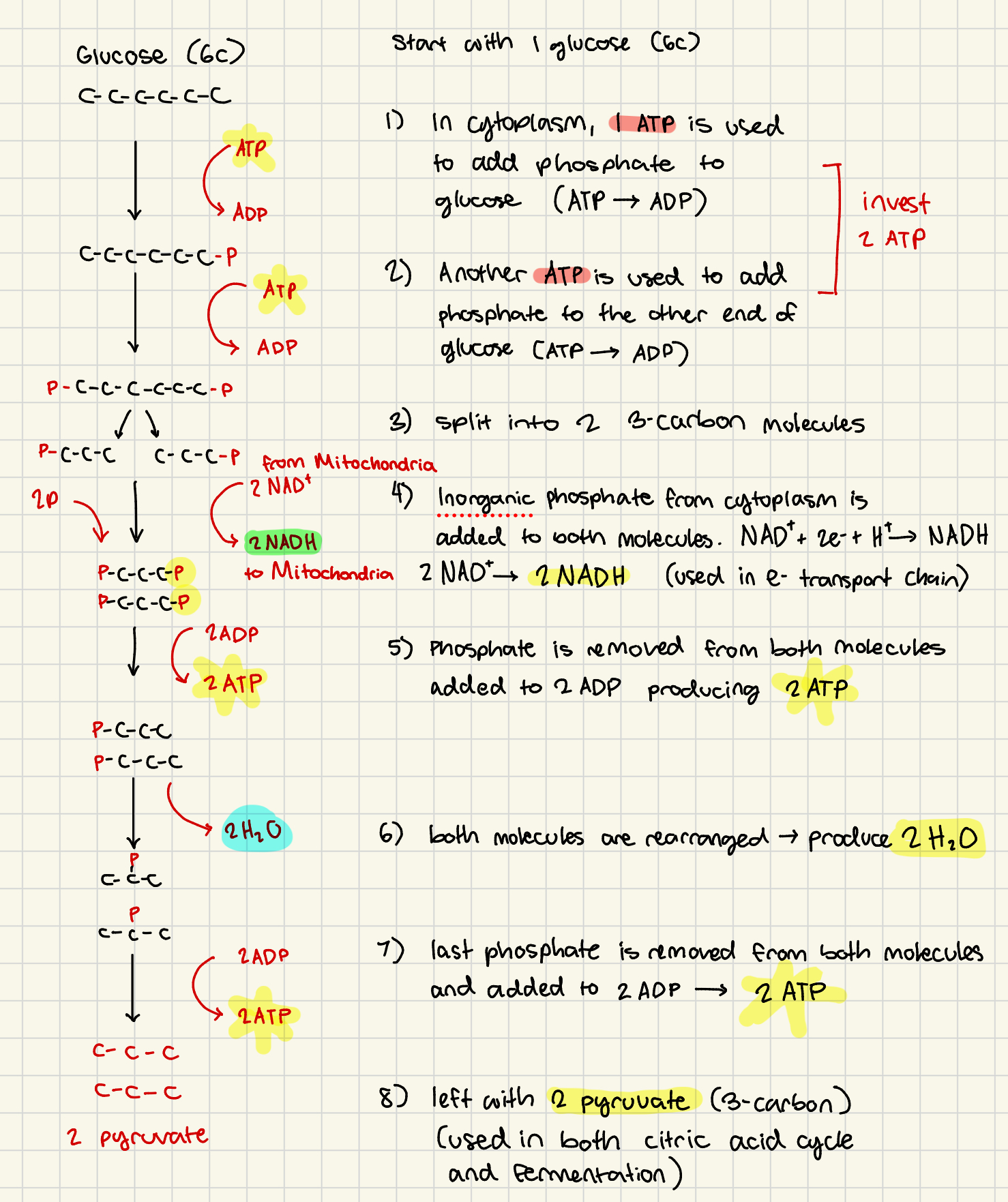 <ul><li><p>breakdown of 6 carbon glucose → two 3-carbon pyruvic acids</p></li><li><p>pyruvate = ionized pyruvic acid</p></li><li><p>occurs in cytoplasm</p></li><li><p>factors required:</p><ul><li><p>glucose molecules</p></li><li><p>cytoplasmic enzymes</p></li><li><p>ATP and ADP</p></li><li><p>inorganic phosphates</p></li><li><p>NAD+ (coenzyme)</p></li></ul></li></ul><p></p><ul><li><p>invest 2 ATP</p></li><li><p>produce 4 ATP (net gain 2 ATP)</p></li></ul><p>cccccc</p><ol><li><p>in cytoplasm, phosphate is added to glucose (taken from ATP→ADP) “glucose 6 phosphate”</p></li></ol><p>pcccccc (-ATP)</p><ol start="2"><li><p>2nd phosphate group is added to other end (ATP → ADP)</p></li></ol><p>pccccccp (-ATP)</p><ol start="3"><li><p>molecule is split into two 3-carbon molecules </p></li></ol><p>pccc pccc </p><ol start="4"><li><p>inorganic phosphate group from cytosol is added to other end of each molecule. 2NAD+ → <strong>2NADH </strong>(NAD+ from mitochondria removes 2e- and H+ and is sent back to the mitochondria for Electron Transport Chain)</p></li></ol><p>pcccp pcccp (+2NADH)</p><ol start="5"><li><p>phosphate removed from each 3-carbons molecule producing 2 ATP (2ADP→<strong>2ATP</strong>)</p></li></ol><p>pccc pccc (+2ATP)</p><ol start="6"><li><p>both molecules’ phosphates are rearranged releasing 2 H2O molecules </p></li></ol><p>p p (+2 H2O)</p><p>ccc ccc</p><ol start="7"><li><p>last phosphates are removed from both molecules producing 2ATP (2ADP → <strong>2ATP). 2 pyruvate remain </strong>(used in either citric acid cycle or fermentation) </p></li></ol><p>ccc ccc (+2 ATP +2 pyruvate)</p><p></p><p></p>