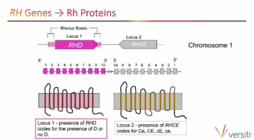 <ul><li><p><span>There are two RH genes: RHD <strong><u>and</u></strong><u> </u>RHCE</span></p><ul><li><p>closely linked genes on <u>chr 1</u></p></li></ul></li><li><p><span>These genes control expression of Rh antigens, D and C/c and E/e, respectively</span></p><ul><li><p>RHD—codes for presence/absence of D antigen</p></li><li><p>RHCE—codes for presence/absence of C/c and E/e antigens in various combinations</p><ul><li><p>RhCE, rhcE, Rhce, RhCe</p></li></ul></li></ul></li><li><p>Both genes differ by 32 to 35 amino acids (dependent on phenotype)</p></li><li><p>Each gene possesses 10 exons in its genetic structure</p></li><li><p>Most Rh-negative phenotypes are the result of the complete deletion of the RHD gene</p></li></ul><p></p>