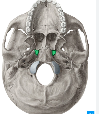 <p>whats highlighted named (temporal bone)</p>