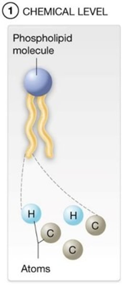 <p>At the chemical level of organization, groups of many ____________ combine to form ___________________.</p><p>A) atoms; molecules</p><p>B) molecules; cells</p><p>C) cells; tissues</p><p>D) tissues; organs</p>