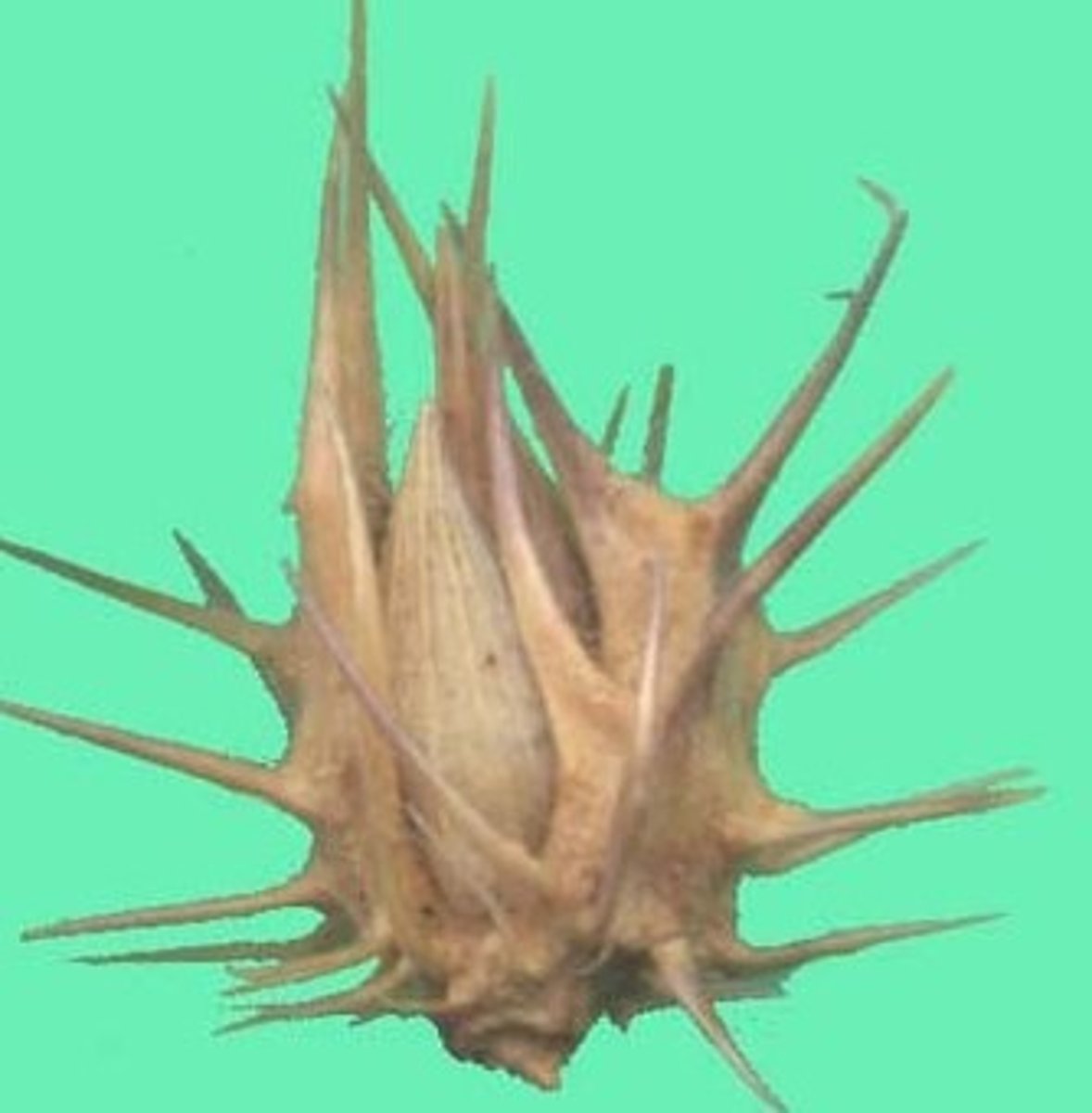 knowt flashcard image