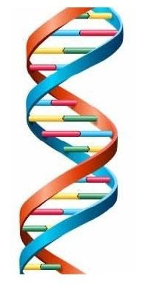 <p>DNA is double-stranded, while RNA is typically single-stranded.</p>