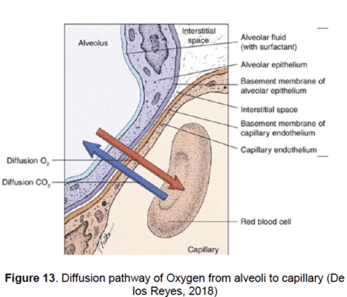 <p>Oxygen diffuses through the epithelium of the alveoli and the endothelium of the blood capillaries into the blood.</p>