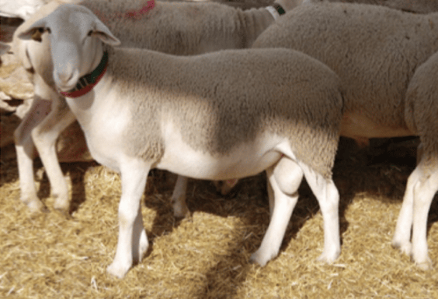 <p>se orientan de doble o triple aptitud:</p><p>cane-lana</p><p>carne-leche-lana</p>