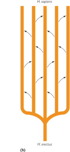 <p>Multiregional Theory</p>