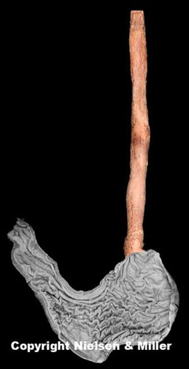 knowt flashcard image