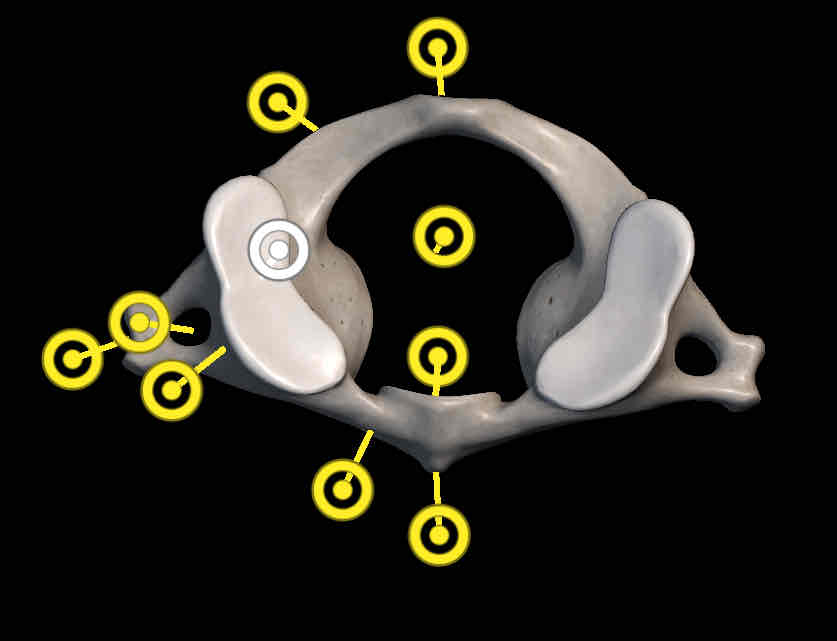 <p>Name this structure </p>