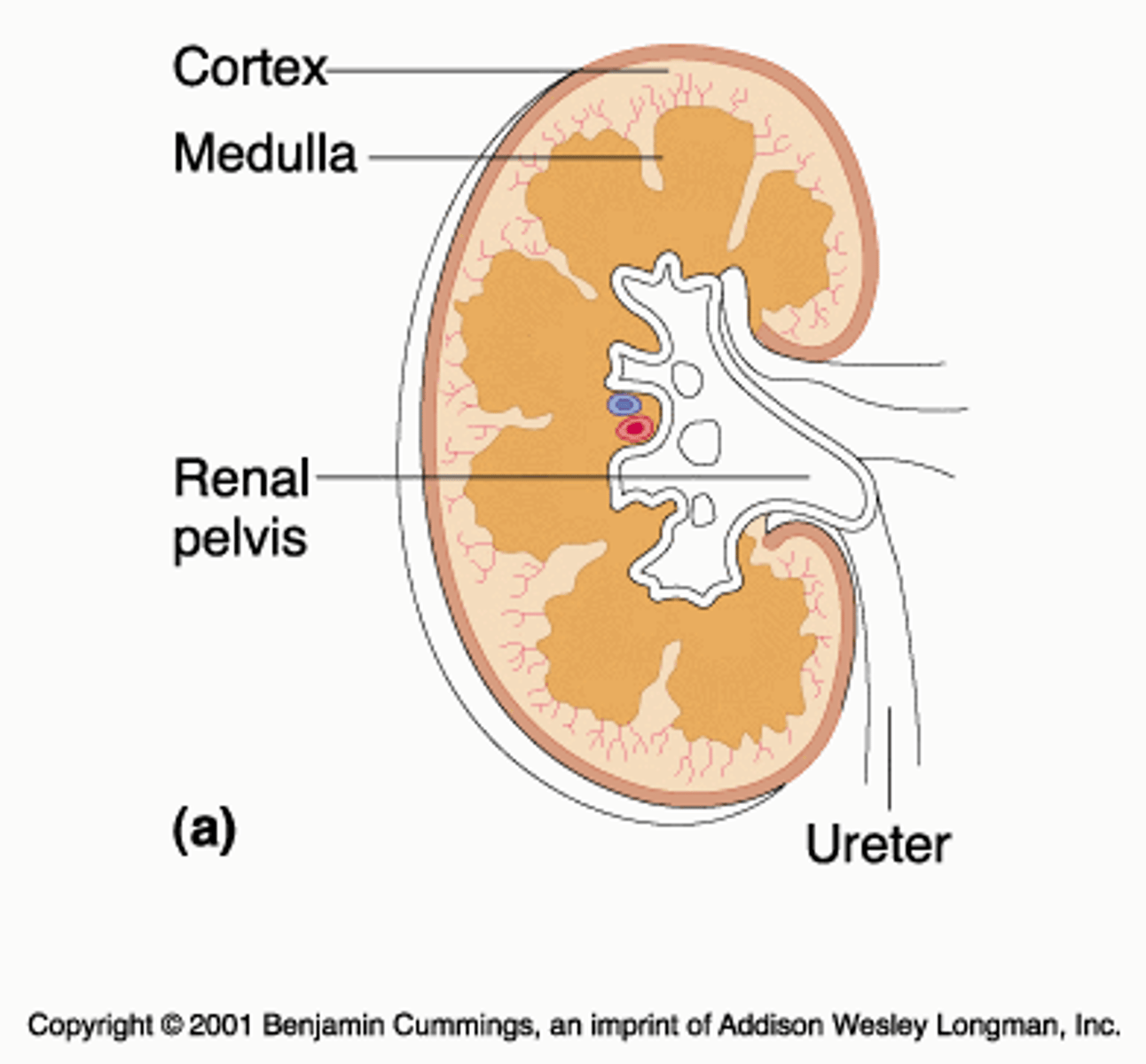 <p>Renal Pelvis</p>