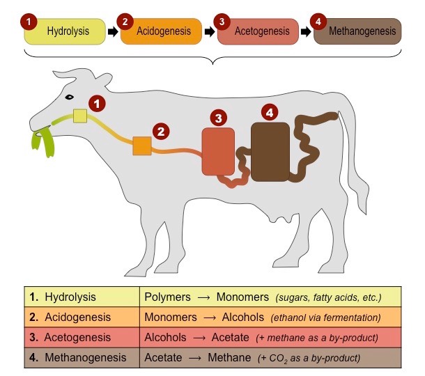 <ul><li><p>methanogens are archaean microorganisms that produce methane (CH4) as a metabolic by-product in anaerobic conditions (wetlands, marine sediments, digestive tracts of ruminants animals</p><p>acetic acid —&gt; methane + carbon dioxide</p><p>CH3COO- + H+ —&gt; CH4 + 2H2O</p><p>carbon dioxide + hydrogen —&gt; methane + water</p><p>CO2 + 4H2 —&gt; CH4 + 2H2O</p></li><li><p>Methane can either accumulate under the ground or diffuse into the atmosphere</p></li><li><p>Mathane persists in the atmosphere for ~12 years and naturally oxidizes to form carbon dioxide and water</p><p>CH4 + 2O2 —&gt; CO2 + 2H2O</p><p>This is why methane levels in the atmosphere are not very large, even though significant quantities are being produced</p></li></ul>