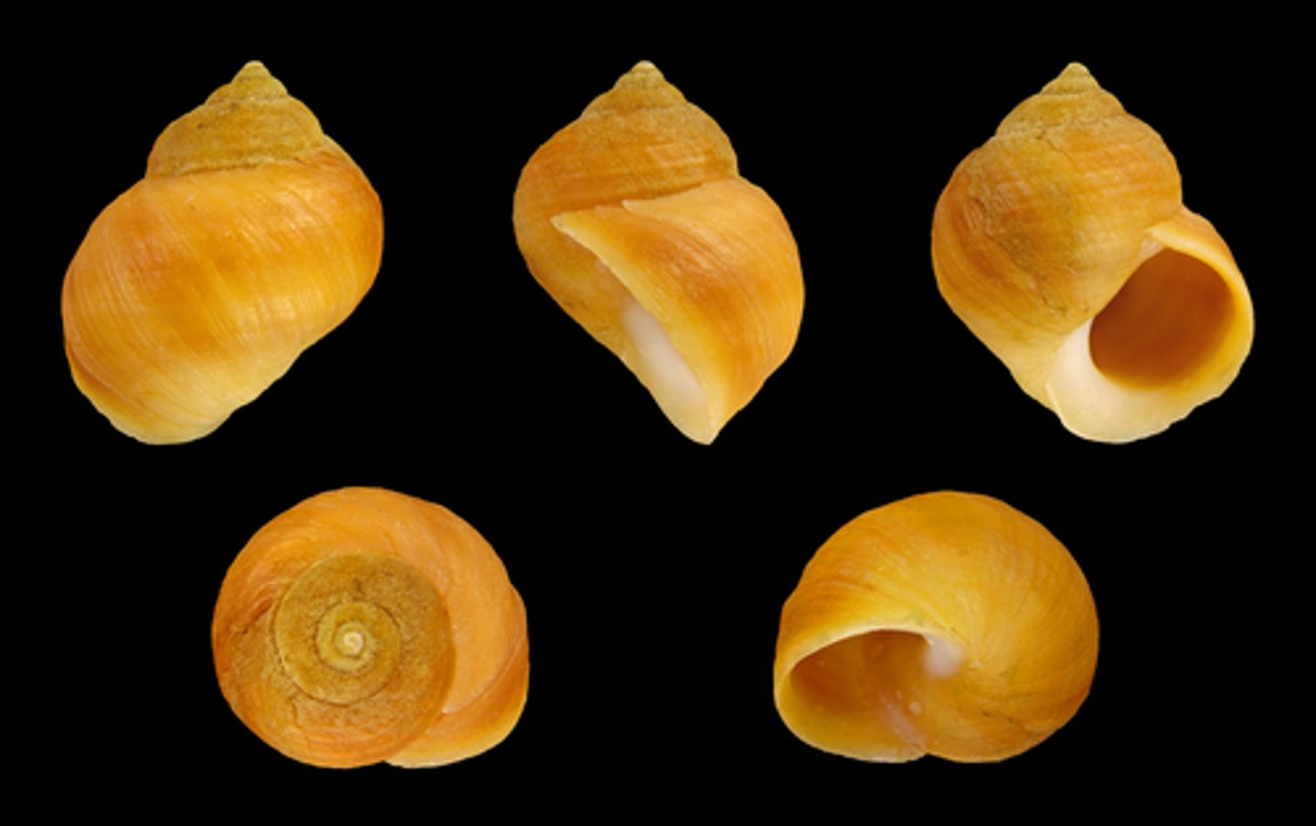 <p>=> sans siphon</p><p>=> rides</p><p>=> rugueux si on frotte avec notre ongle</p><p>=> on en retrouve dans le littoral moyen car se sont spécialisés en mangeant des algues (Ascophyllum et F. vesiculosus)</p>