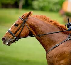 <p><strong>a long, thin piece of material, especially leather, that helps you to control and direct a horse:</strong></p><p><br></p>