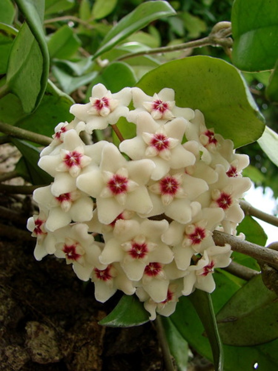 <p>Climbing or trailing perennial of the dogbane and milkweed family.</p><p>Grows 2-4' indoors.</p><p>Trailing stems will climb counterclockwise around wire or other thin trellis-like structures.</p><p>Plants feature glossy, elliptic, fleshy, dark green leaves (to 4" long)</p><p>Tight rounded clusters (umbels) of fragrant white summer flowers.</p><p>Each tiny flower (to 1/2" diameter) sports a distinctive, star-shaped, red-centered corona.</p><p>Each cluster may include from 10-30 flowers.</p>