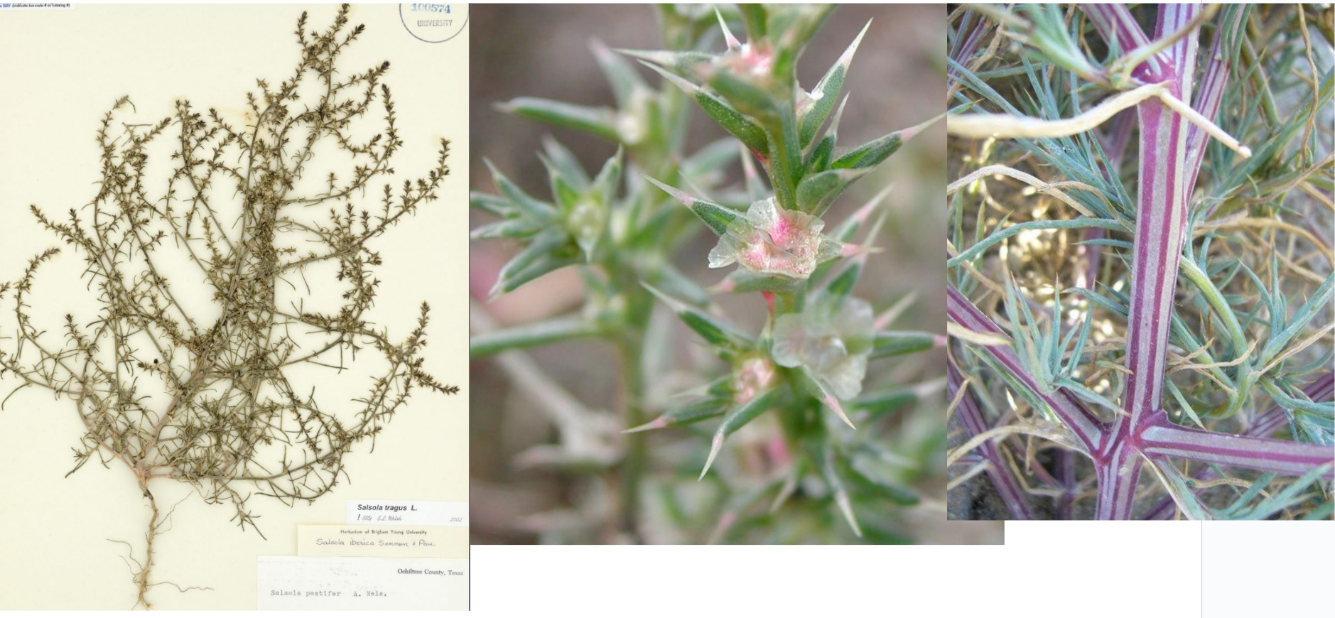 <p>Red &amp; white striped stem</p><p>Straight spine-tipped leaf</p>