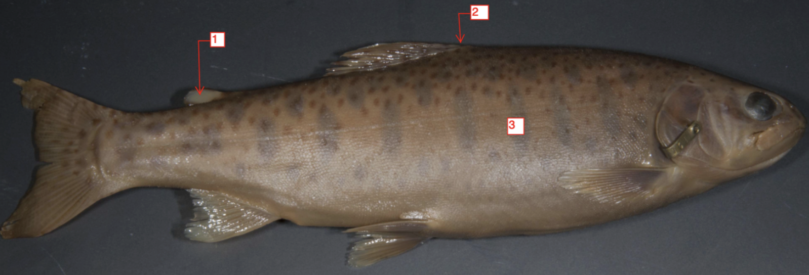 <p>!</p><p>phylum</p><p>subphylum</p><p>superclass</p><p>class</p><p>subclass</p><p>infraclass</p><p>order</p>