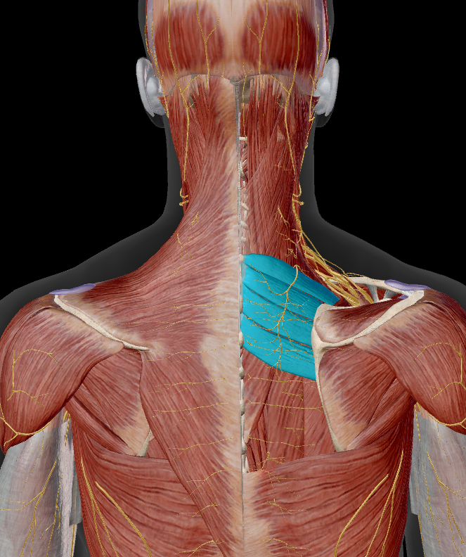 <p>onder:</p><ul><li><p>m. trapezius</p></li><li><p>m. rhomboideus major &amp; minor</p></li><li><p>(m. levator scapulae)</p></li></ul><p></p>