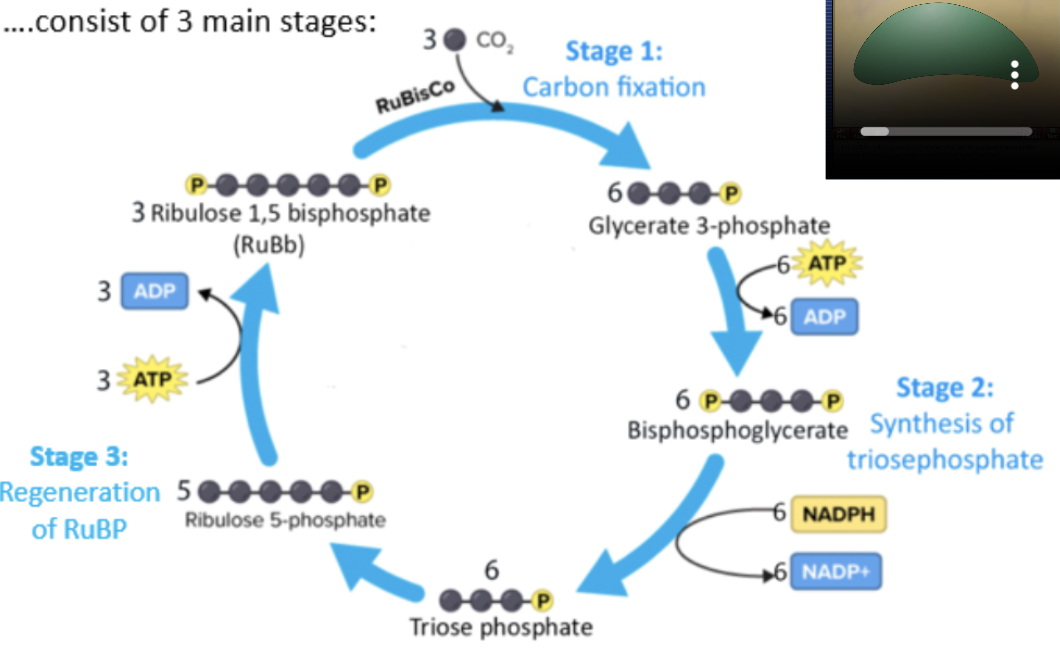 <p>take place in stroma of chloroplasts, converting CO2 into sugars using energy synthesized in light dependent reactions</p><ol><li><p>carbon fixation</p></li><li><p>synthesis of triose phosphate</p></li><li><p>regeneration of RuBP</p></li></ol><p></p>