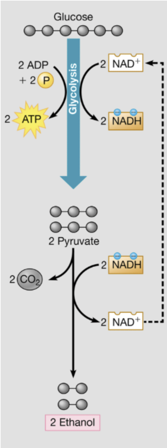 <p></p><ol><li><p><span><strong>Yeast</strong>: Yeast performs <strong>alcoholic fermentation</strong>, converting glucose into ethanol and carbon dioxide. This process is used in baking (to make bread rise) and brewing (to produce alcohol).</span></p></li></ol><p></p>