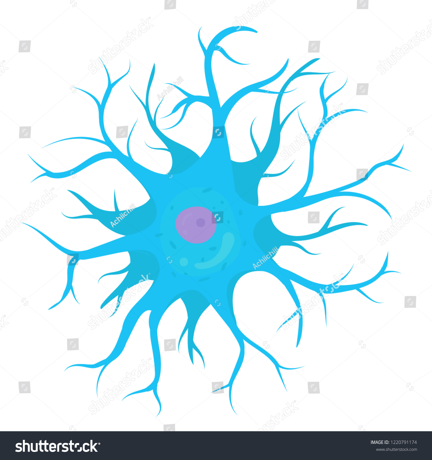 <p>Anaxonic neuron </p>