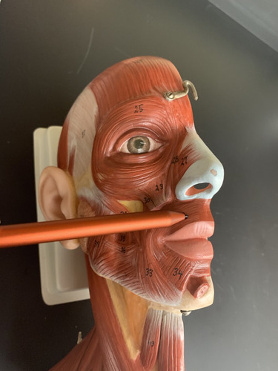 <p>O: Maxilla and mandible</p><p>I: Lips</p><p>A: Compresses, purses lips</p><p></p>