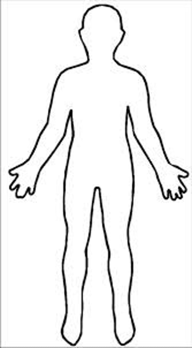<p>person</p>