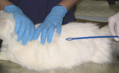 <p>no method is 100% sensitive, fresh fecal sample is best sample to submit (by fecal loop or colonic flush)</p><p>-visualization on direct wet mount</p><p>-fecal PCR</p><p>-have to differentiate from giardia</p>