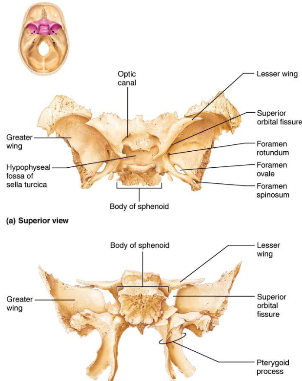 <ul><li><p>Hypohyseal fossa of sella turcica</p><ul><li><p>Saddle like</p></li></ul></li></ul><p></p>