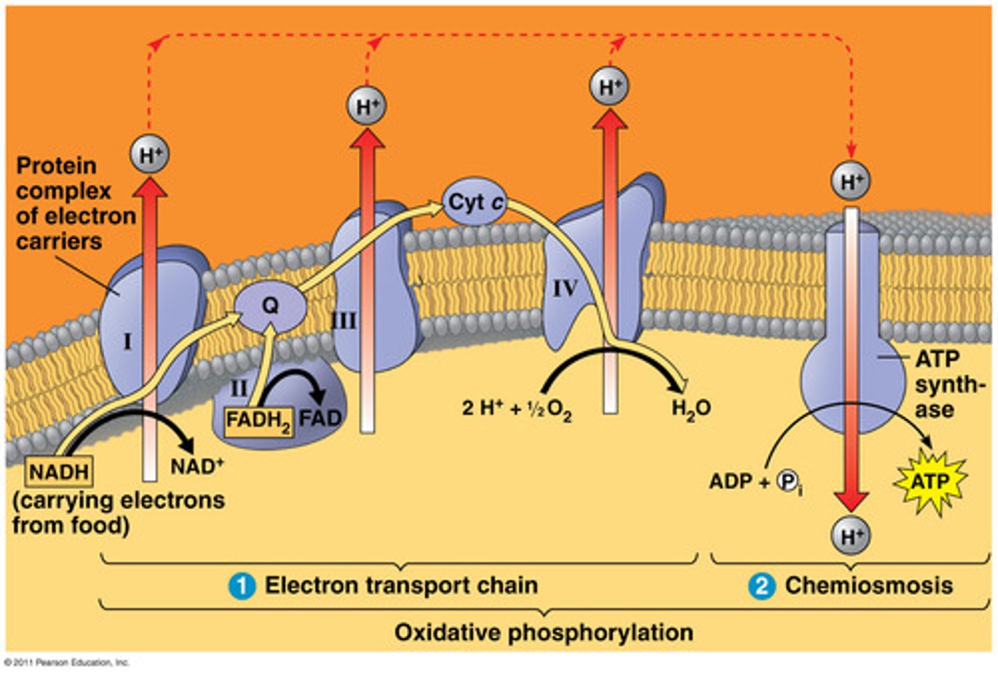 <p>1. proteins I, III, IV are energized by NADH/FADH2 to pump out H+</p><p>2. outside is pos charge, inside is neg, so H tries to go inside</p><p>3. H builds up outside mitochondria then goes thru ATP synthase to enter</p><p>4. ATP synthase makes ADP + P = ATP</p>