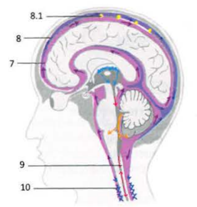 <p>7 - Subarachnoid space - przepływ PMR</p><p>8 - Dural venous sinuses </p><p>8.1 - Arachnoid granulations - wypustki zapewniające jednokierunkowy przepływ PMR do układu żylnego </p><p>9 - Central canal </p><p>10 - Internal vertebral venous plexus - przepływ PMR do układu żylnego </p>