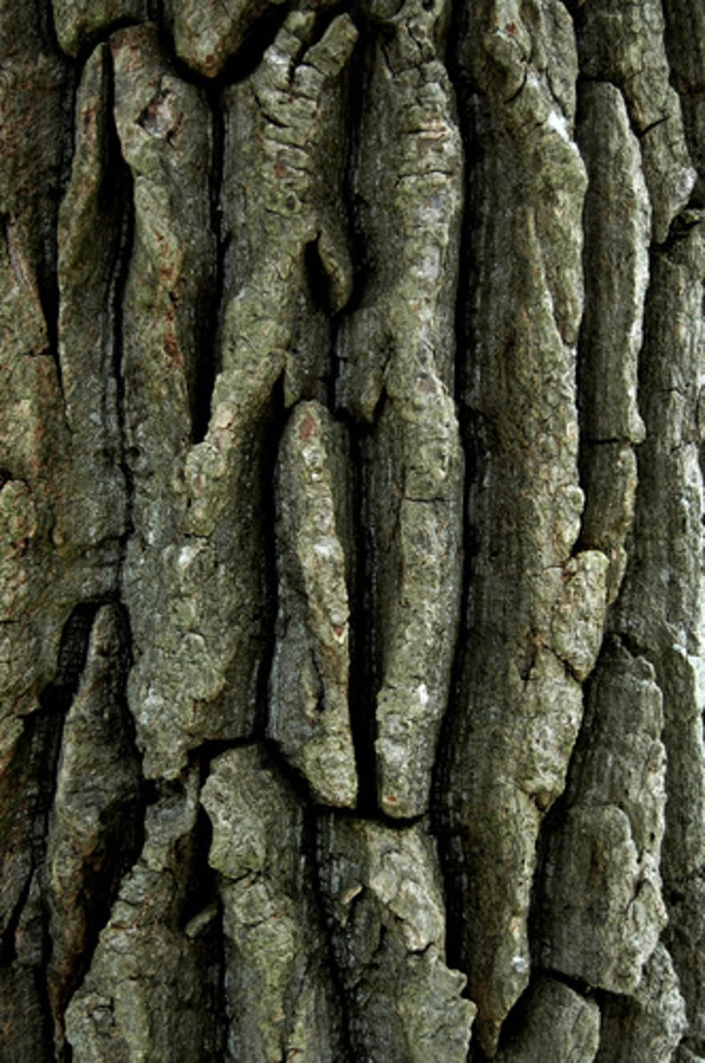 <p>The look and feel of a rock's surface, determined by the size, shape, and pattern of a rock's grains.</p>