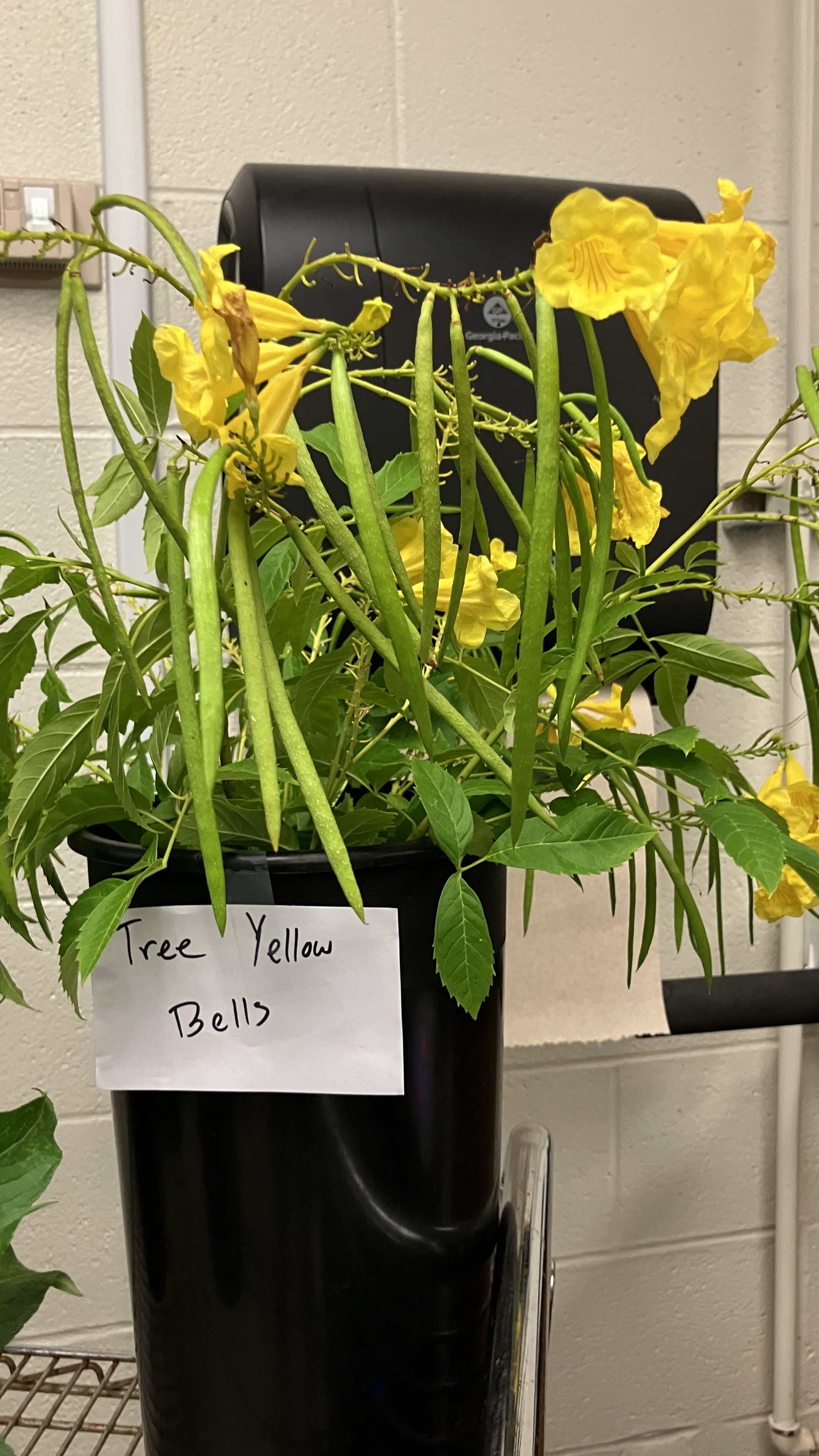 <p>Tree Yellow Bells</p>