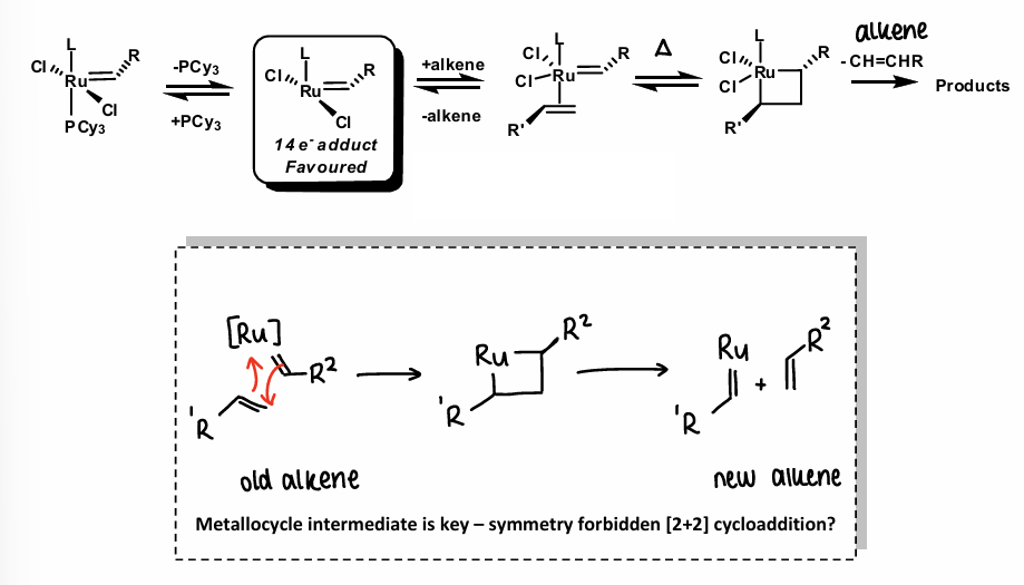 <ul><li><p>A Ru complex loses a ligand, forming a 14 electron adduct.</p></li><li><p>An alkene is added, which coordinates to the Ru centre.</p></li><li><p>Heat is added, allowing a [2+2] cycloaddition to form a metallocycle intermediate.</p></li><li><p>An alkene is then lost, forming the 2 new alkenes.</p></li></ul><p></p>