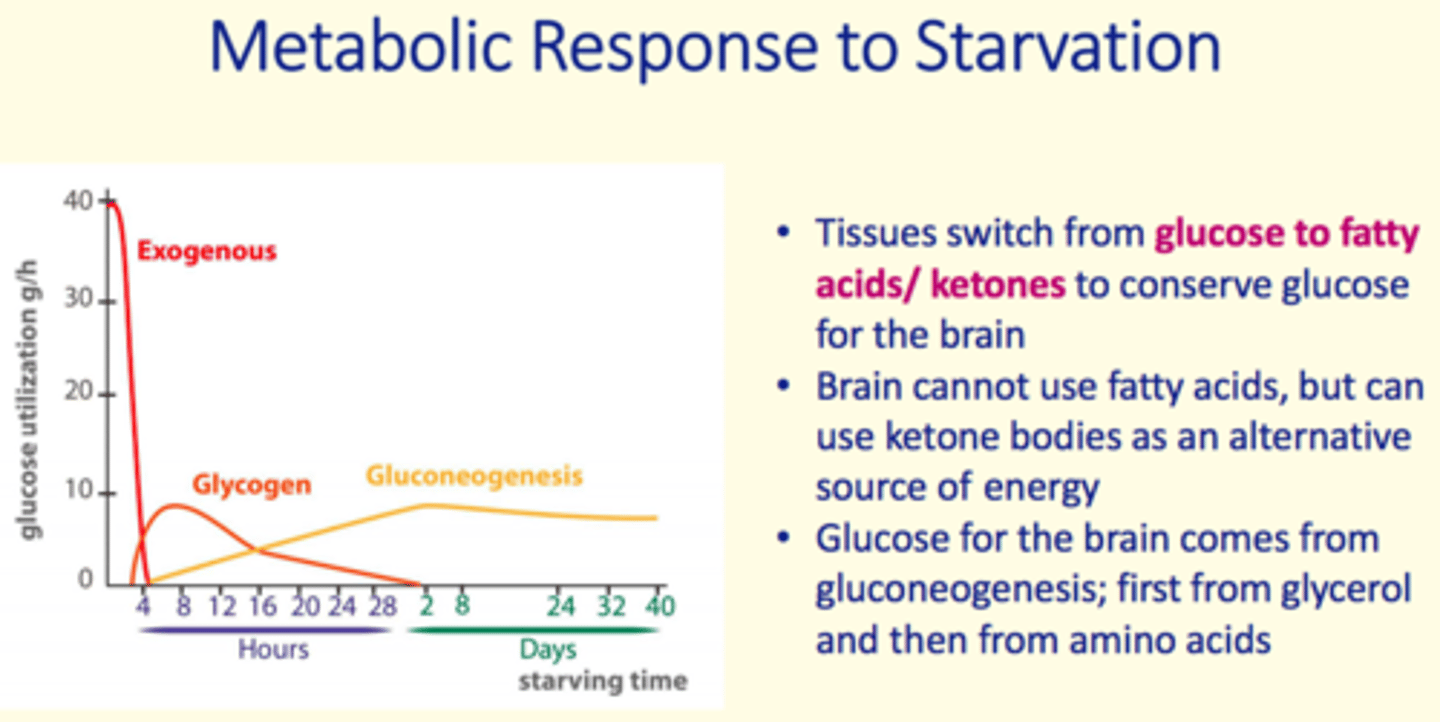 <p>To conserve glucose for the brain</p>
