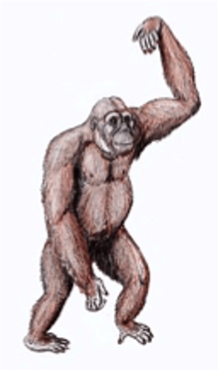 <p>- 12.5 mya to 11.1 mya</p><p>- Primative Anatomy like Proconsul and Gibbons</p><p>- 100 lbs</p><p>- Europe</p><p>- Some suspensory, also some quadraped</p>