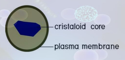 <p>- are small, round organelles enclosed by single membranes <br>- carry out oxidation reactions that break down fatty acids and amino acids<br>- detoxify many poisons that may enter the body </p>