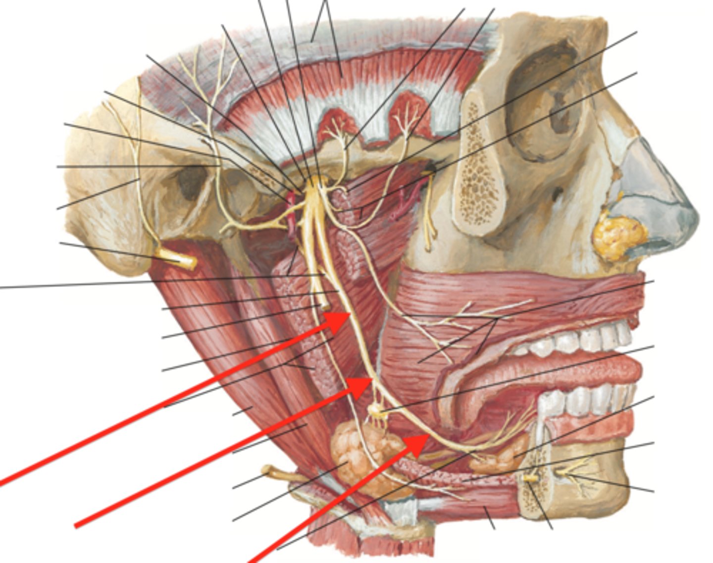<p>GSA: pain touch and proprioception</p><p>GVE: secretory and motor innervation of submandibular and sublingual gland</p><p>SVA: from the chorda tympani responsible for taste perception in the anterior two-thirds of the tongue</p>