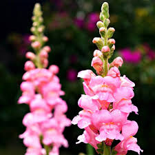<p>Snapdragons - Antirrhinum</p>