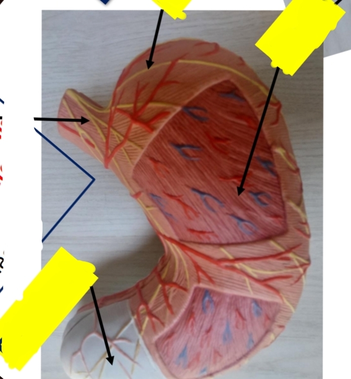 <p>identify respectively </p><p>to which organ is the upper part connected </p><p>to which organ is the lower part connected </p>