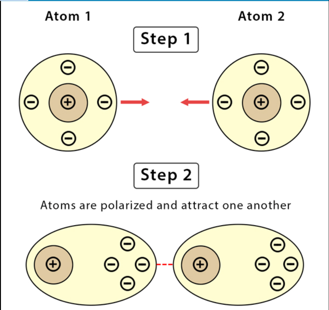 <p>a slight attraction that develops between the oppositely charged regions of nearby molecules</p>