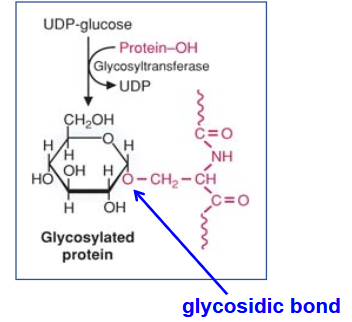 <ul><li><p>catalyzes the addition of monosaccharides to other molecules.</p></li><li><p>Specific for a given monosaccharide.</p></li><li><p>hydrolysis of the nucleotide-linkage provides energy for the formation of the glycosidic bond.</p></li></ul><p></p>